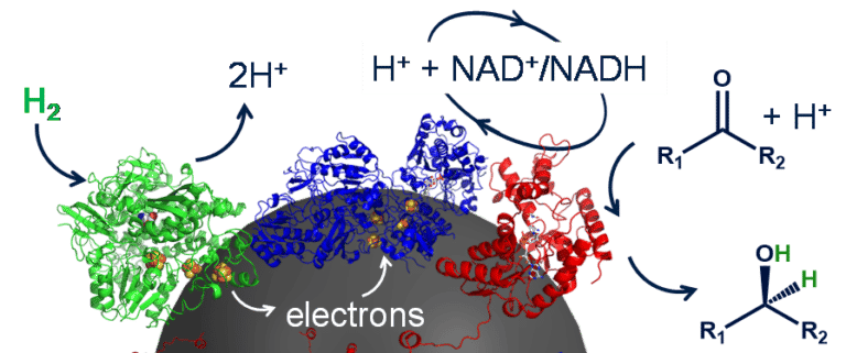Detailed diagram: The HydRegen systems uses very specialised enzymes, immobilised on a carbon bead. The first enzyme, hydrogenase (green) can rip hydrogen gas (H2) apart forming protons and electrons. The enzyme has a ‘wire’ of metal clusters which means the electrons can be transported into the carbon bead. The next enzyme, NAD+ reductase (blue) can collect these electrons, along with a proton from solution and use them to recharge NAD to make NADH. Then the NADH-dependent enzyme can use the NADH for a desirable reaction!