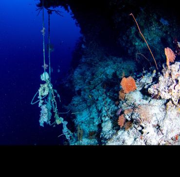Fishing lines entangle a coral reef and hang down into the surrounding water.