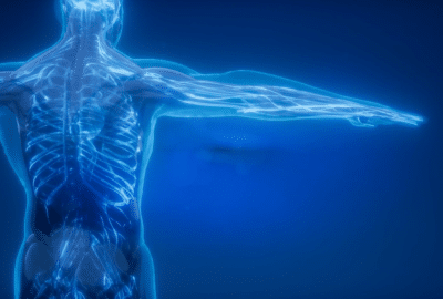 Illustration of the human body
